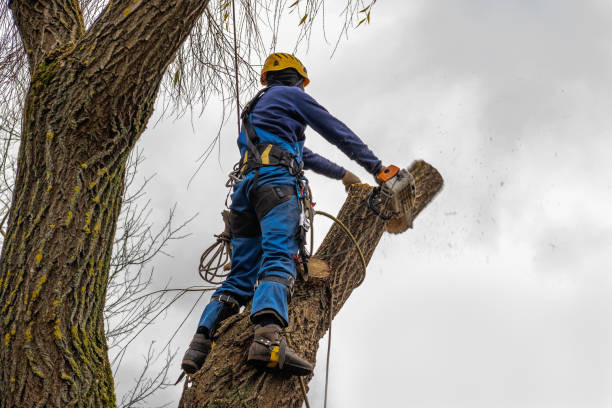 Best Tree Maintenance Programs  in Silver Summit, UT