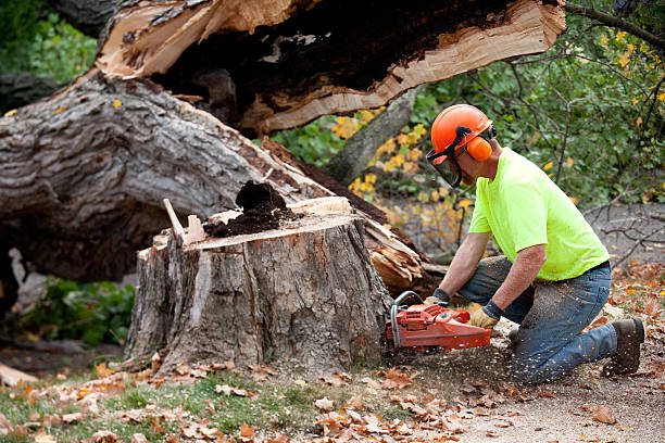 Best Root Management and Removal  in Silver Summit, UT